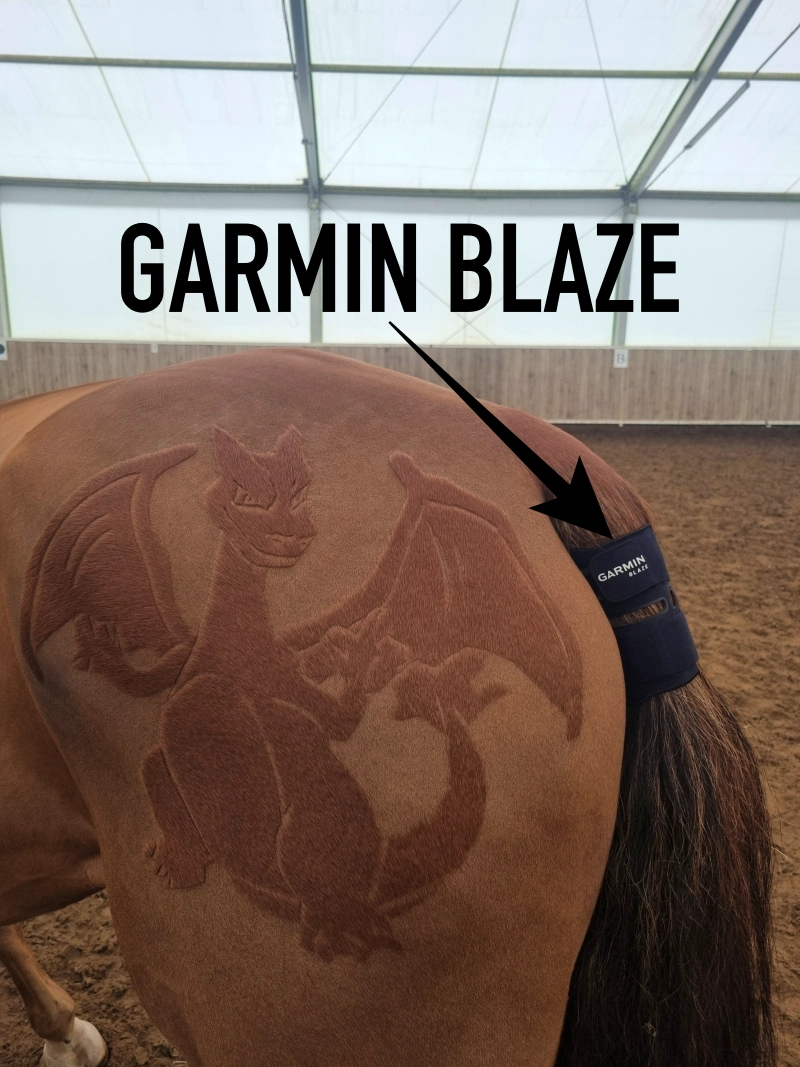 System Garmin Blaze zamontowany u nasady ogona konia.
